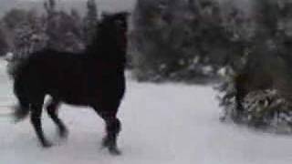 Snow Day for our young percheron horse [upl. by Platus]