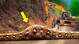 Workers Spot Giant Snake Just Watch What It Did Next Its Shocking [upl. by Foah148]