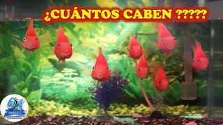 Cuantos Peces Puedo Meter en un Acuario [upl. by Aneekas939]