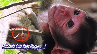 Congrats Omg She’s Adorable🐒 💗Macaque Mom Ellen Get Baby Very Cute I love Him😍😍😍💞 [upl. by Domph]