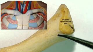 Osteology of the clavicle [upl. by Netsirc]