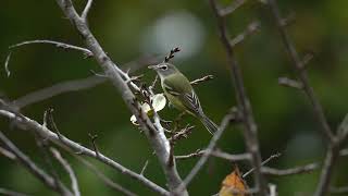 Alert Blueheaded Vireo [upl. by Margret486]