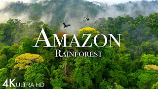 Amazon 4k  The World’s Largest Tropical Rainforest Part 2  Jungle Sounds  Scenic Relaxation Film [upl. by Netnerb122]