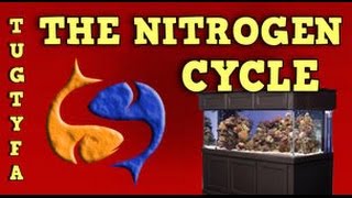 The Nitrogen Cycle  The Ultimate Guide To Your First Aquarium Part 5 [upl. by Yoshiko]