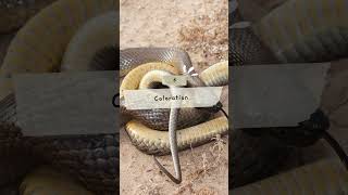 Top 10 Inland Taipan Snake Facts sanke snakevideo inlandtaipan [upl. by Donna710]