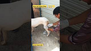 How vet treat pets drfaisallilla animals pet shorts short trending viralvideo song music [upl. by Kavanagh]