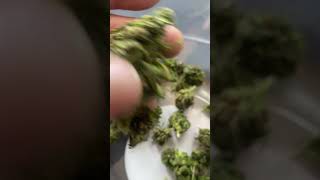 Machine Cleaning some waterlmellon vanity marijuana buds [upl. by Oilla]