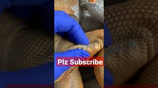 Popping femoral pores on dead iguanavery satisfying trending [upl. by Fabe]