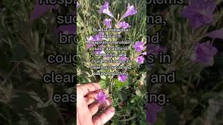 3 Benefits of Ruellia Tuberosa Duppy shorts fyp herbal viralvideo [upl. by Kcirneh369]