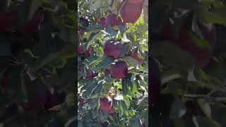 Allah ho Akbar mashallah viralvideo nature 100k farming foryoutrending refugiomental6032 [upl. by Niknar]