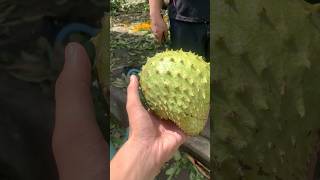 Soursop  Guyabano follow fruit healthy nature garden food guyabano soursop harvest fyp [upl. by Ecirted]