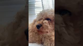 How many times did she blink😂 funnyanimal cavapoo cutedog viralshorts cutealert [upl. by Enrique]