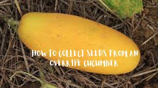 Dont throw out your Overripe Cucumber How to collect seeds from an overripe Cucumber [upl. by Arnulfo30]