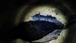 Caves at Mole Creek Karst National Park Near Caveside Tasmania [upl. by Suravaj]