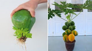 How to grow papaya tree from papaya fruit for beginners [upl. by Genny300]