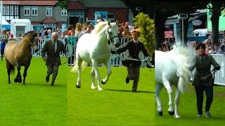 Dublin Horse Show Connemara Stallion Parade RDS 2014 [upl. by Enoid]