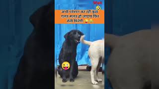 Dog Pranks The Ultimate Showdown [upl. by Annadiana]