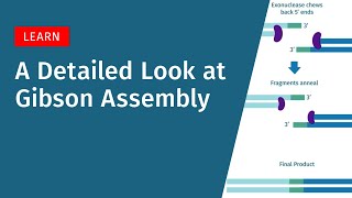 A Detailed Look at Gibson Assembly [upl. by Zubkoff825]