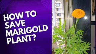 How to save Marigold plant from dying [upl. by Ettennek]