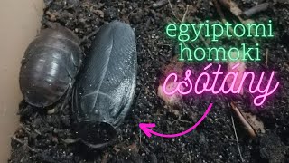 Egyiptomi homoki csótány Polyphaga aegyptiaca tartása [upl. by Yhtimit273]