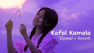 KAFAL KAMLA   Slowed  Reverb  Asmita Adhikari  Zanak Tamrakar [upl. by Jackqueline]