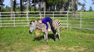 Zack The Zebra [upl. by Yltsew]