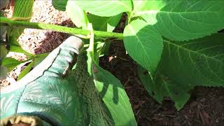 Summertime Pruning of Macrophylla Hydrangeas [upl. by Etnasa]