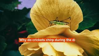 Why Do Crickets Chirp Know Fun Facts About Crickets Chirping [upl. by Mudenihc610]