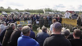 Wombleton sheep sale 2023 [upl. by Benoite881]