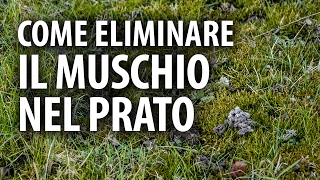 Come Eliminare il Muschio nel Prato [upl. by Kile]