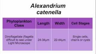 22 Tabs on HABs Identifying Alexandrium catenella [upl. by Barina]