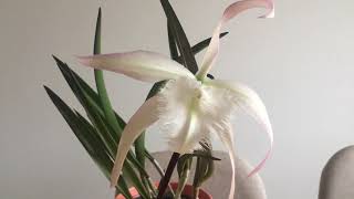 白拉索兰 Brassavola David Sander [upl. by Kristi30]