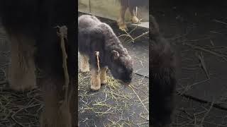 New muskox calf mouths willow at 5daysold [upl. by Diarmuid241]