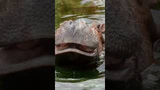 The Surprising Land Speed of Hippos animalfacts [upl. by Rett603]