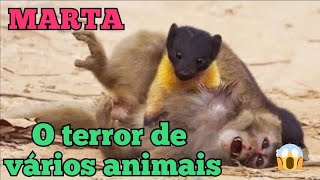 MARTA UMA CAÇADORA DE CERVOS E MACACOS [upl. by Strephonn]