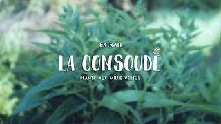 La CONSOUDE PLANTE aux MILLE VERTUS [upl. by Healy]