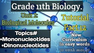 Mononucleotides  Dynucleotides  Class 11 Biology  Unit02  Biological molecules  Part12 [upl. by Letsou]