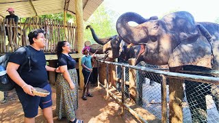 Incredible Experience At Pinnawala Elephant Orphanage Sri Lanka🐘🇱🇰 [upl. by Duhl807]