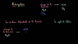 Les étapes de la photosynthèse [upl. by Fregger]