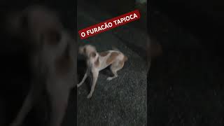 Cão Furacão pets animal deus defesadosanimais cãesengraçados [upl. by Nodgnal]