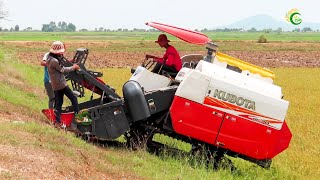 Nice Activities Kubota DC70Plus Rice Harvesting Machine Working Skills Operator Techniques Cropping [upl. by Ranger]