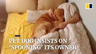 Pet golden retriever insists on spooning its owner [upl. by Rizas]