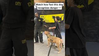 This dog recognized trouble and reacted accordingly Incredible speed shorts dog dogtraining [upl. by Halas]