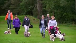 Scottish Basset Hound Walk at Hazlehead Park Aberdeen September 2017 [upl. by Inavoig]