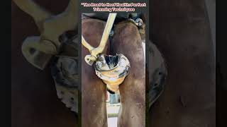 The Road to Hoof Health Perfect Triming Techniques equinehealth horse satisfying rescue shorts [upl. by Jerrylee669]