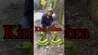 King Cobra Attack 🐍🐍 shorts funny kingcobra youtubeshorts [upl. by Llehsem]