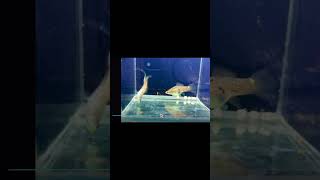 Guentheri Spotted Swordtail sword fish rare [upl. by Morganne556]