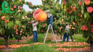 Peach Harvesting  Techniques Behind the World’s Most Expensive Peaches [upl. by Joed]