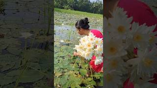 শালুক ফুল minivlog bengalivibekeralalife vlog youtubeshorts reels [upl. by Shawna]