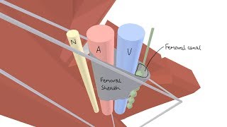 3D Tour of the Femoral Triangle [upl. by Nesnar]